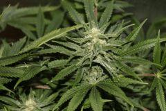 bud6