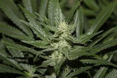 bud18