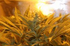 Bud hps1