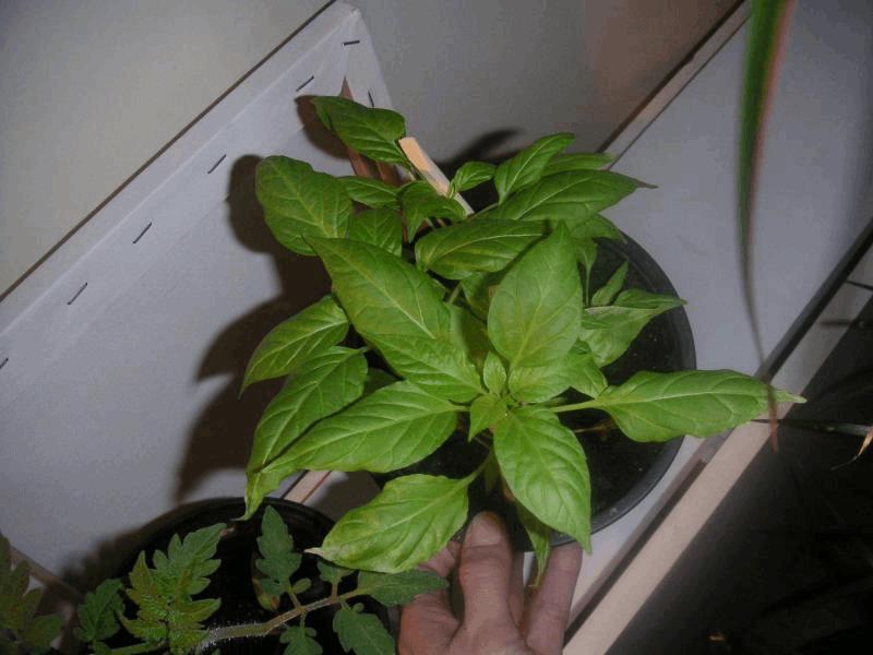 gallery_748602_1674_29209.jpg
