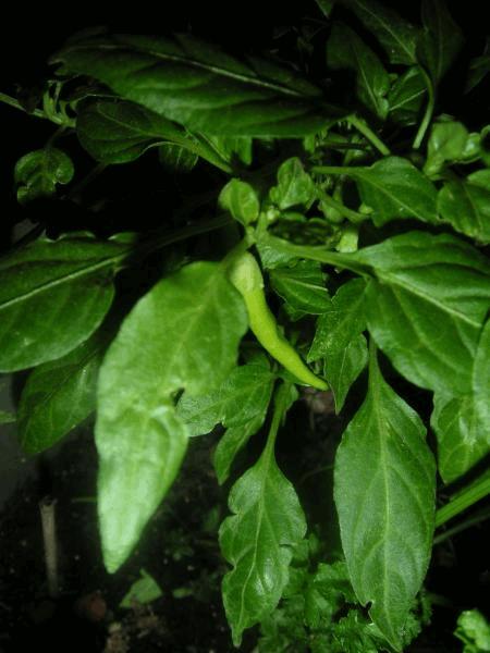 gallery_748602_1674_4751.jpg