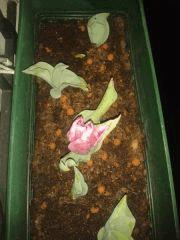 1ere Tulipes Rose from Amsterdam !