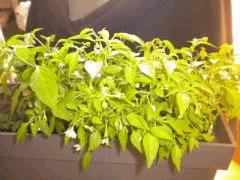 De nouvelles Fleure de Piml'ss !