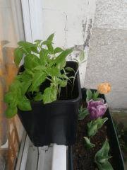 Piments/Basilic+Tulipes
