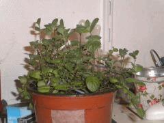 Menthe Verte + Thym !