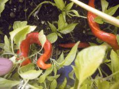 piment des landes