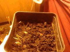 Piments C+2