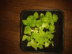Basilic+Piment
