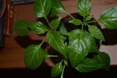 Plan de Piment Boule de Turquie