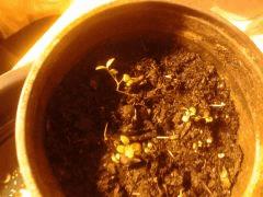 +7 Thym