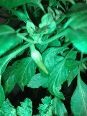 Piment 2