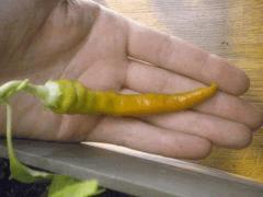 piment des landes