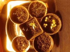 +7 Mini Jardin Aromates