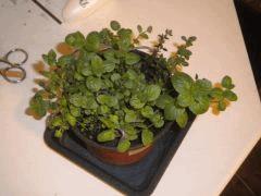Menthe Verte + Thym !