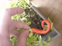 Piment des landes