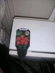 Fraise