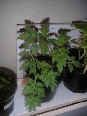Pieds de tomates grappes