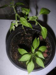 Futur Bonsai de Piment, le plus grand fait un Pim's