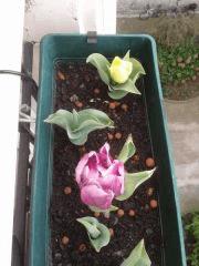 Tulipes from Amsterdam ! 2