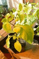 Piment Alma