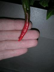 Piment des Landes 1
