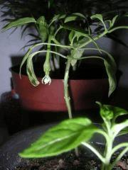 Bonsai Piments, 10mois premier Piments