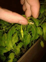 Piment 1