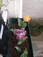 Tulipes