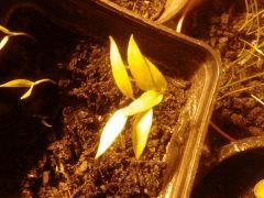 +7 Piments