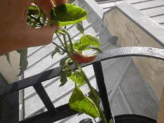 Nouveau plant de Piments de Cayennes