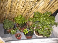 Mini Jardin Menthe Verte/Thym, 2 fougeres, 2 piments et mon Bonsai ! :)