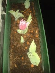 1ere Tulipes Rose from Amsterdam !