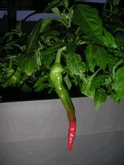 Piment1