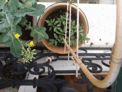 Pieds de Tomates pots n°2