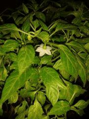 Fleure Piments !