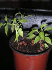 Bonsai Piment !