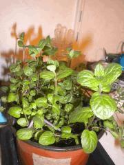 Menthe Verte