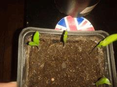 Poivrons +10J~