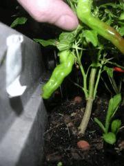 Piment3
