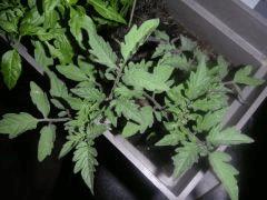 Pieds de Tomates grappes