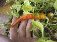 piment des landes (orange pr le moment !)