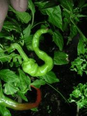 Piment4