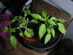 Bonsai de Piment