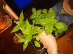 Piments+Basilic Avril