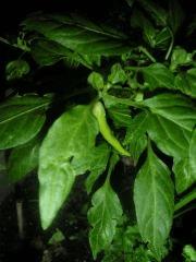 Piment 1