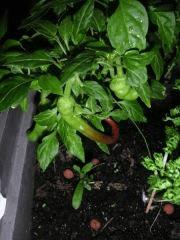 Piment2