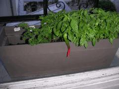 Piment 1 des landes