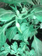 Piment 2