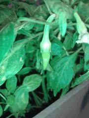 Piment 1