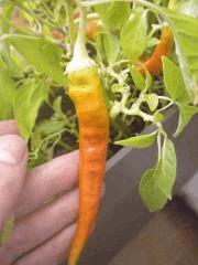 piment des landes